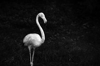 Flamingo white