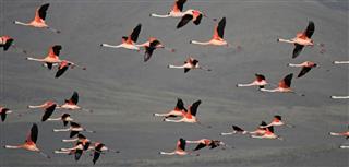 Flying chilean flamingos