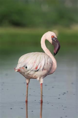 Lesser flamingo Portrait - Phoeniconaias minor
