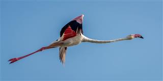 Greater Flamingo in Flight at Bhigwan