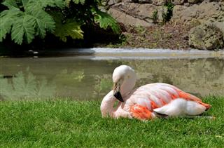 Beautiful Flamingo in the park in a sunny day