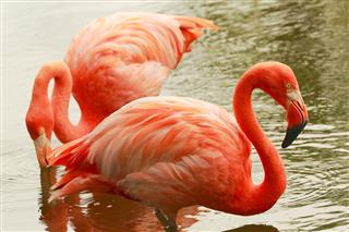 Pink elegant flamingos side by side, tropical birds couple close up