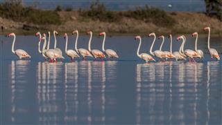 Greater Flamingos at Bhigwan