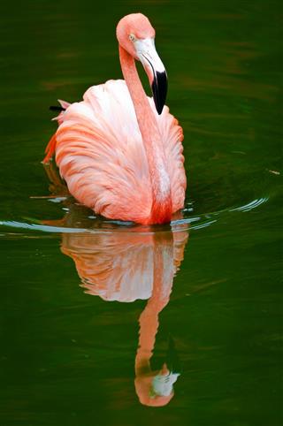 Flamingo and Reflection