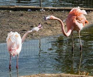 Flamingo communication