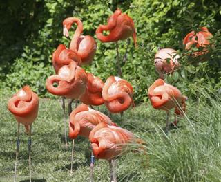 Flamingos birds