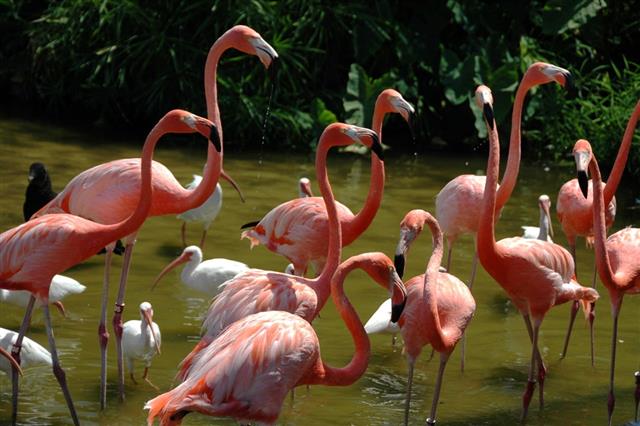 Flamingo and other Water Birds-Florida