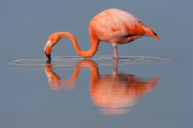 A portrait of an American flamingo drinking water