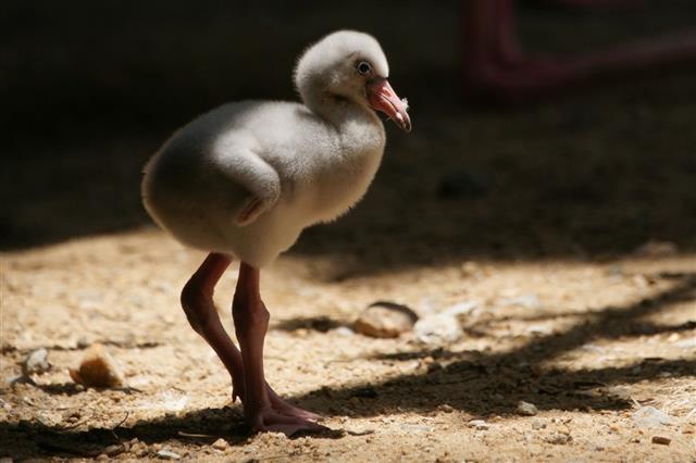 Baby of Greater Flamingo Bird