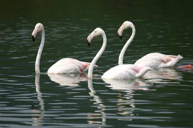 Group of three Pelican bird swimming on the water