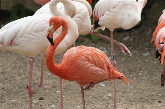 Red and White Flamingo