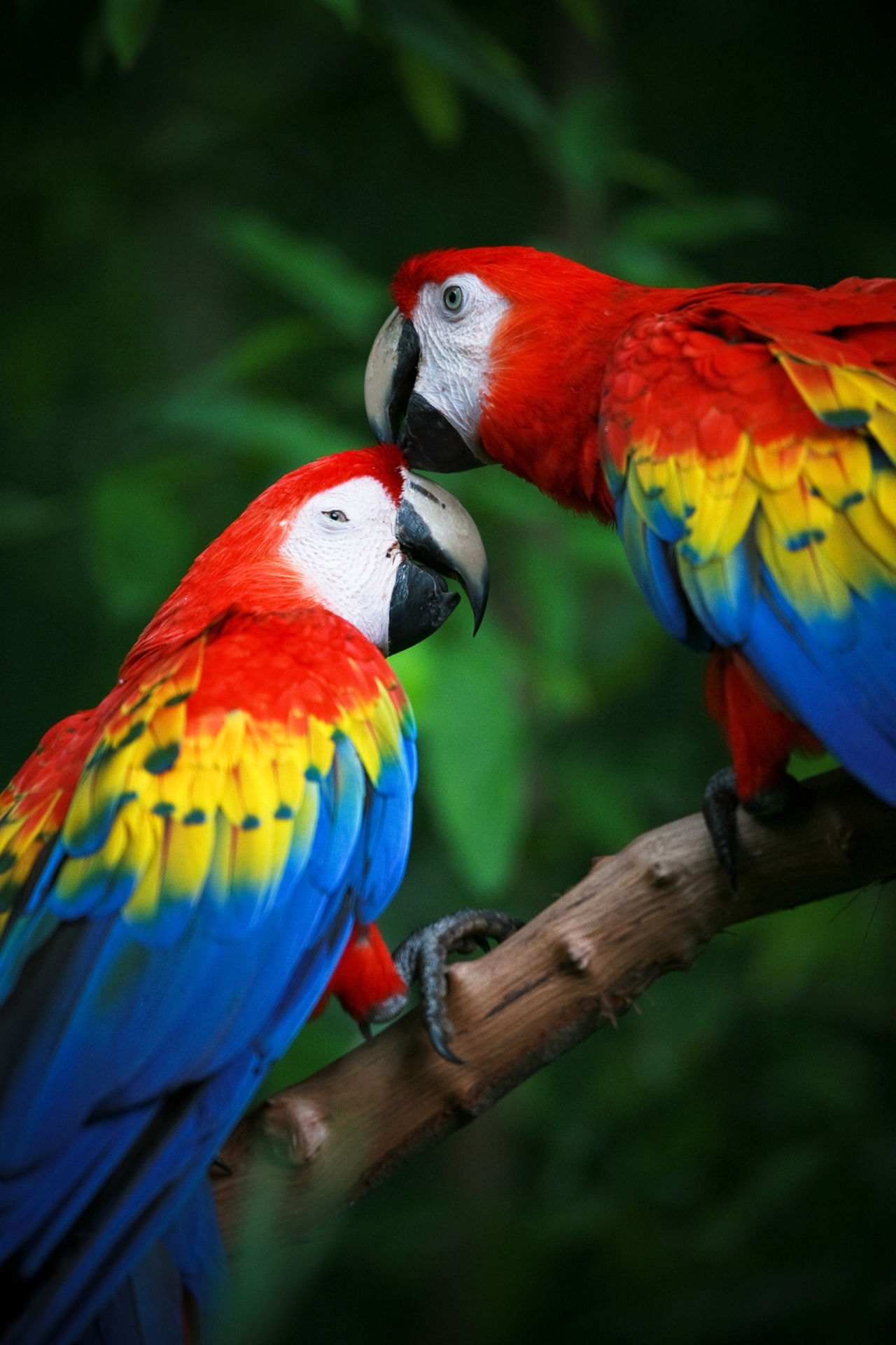 Extremely Fascinating Scarlet Macaw Facts You Ought To Know Bird Eden