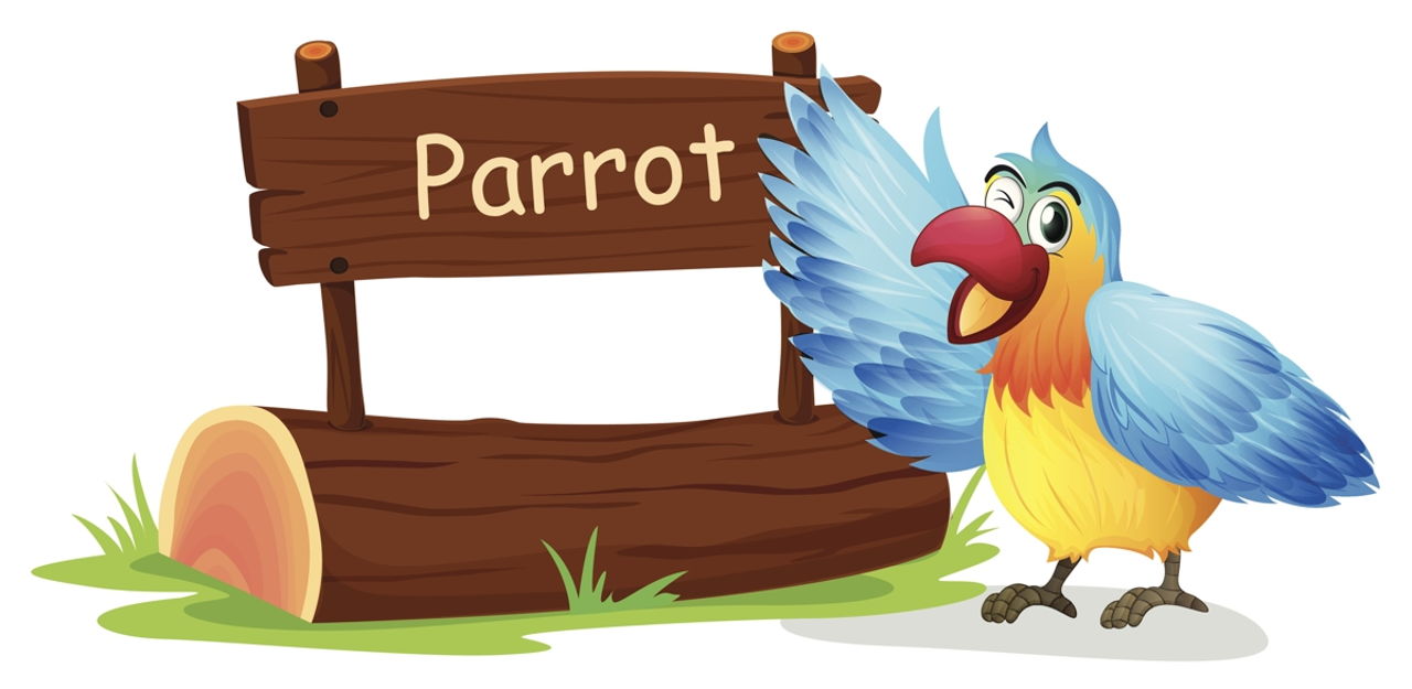 100 Cute and Funny Pet Parrot Names - Bird Eden