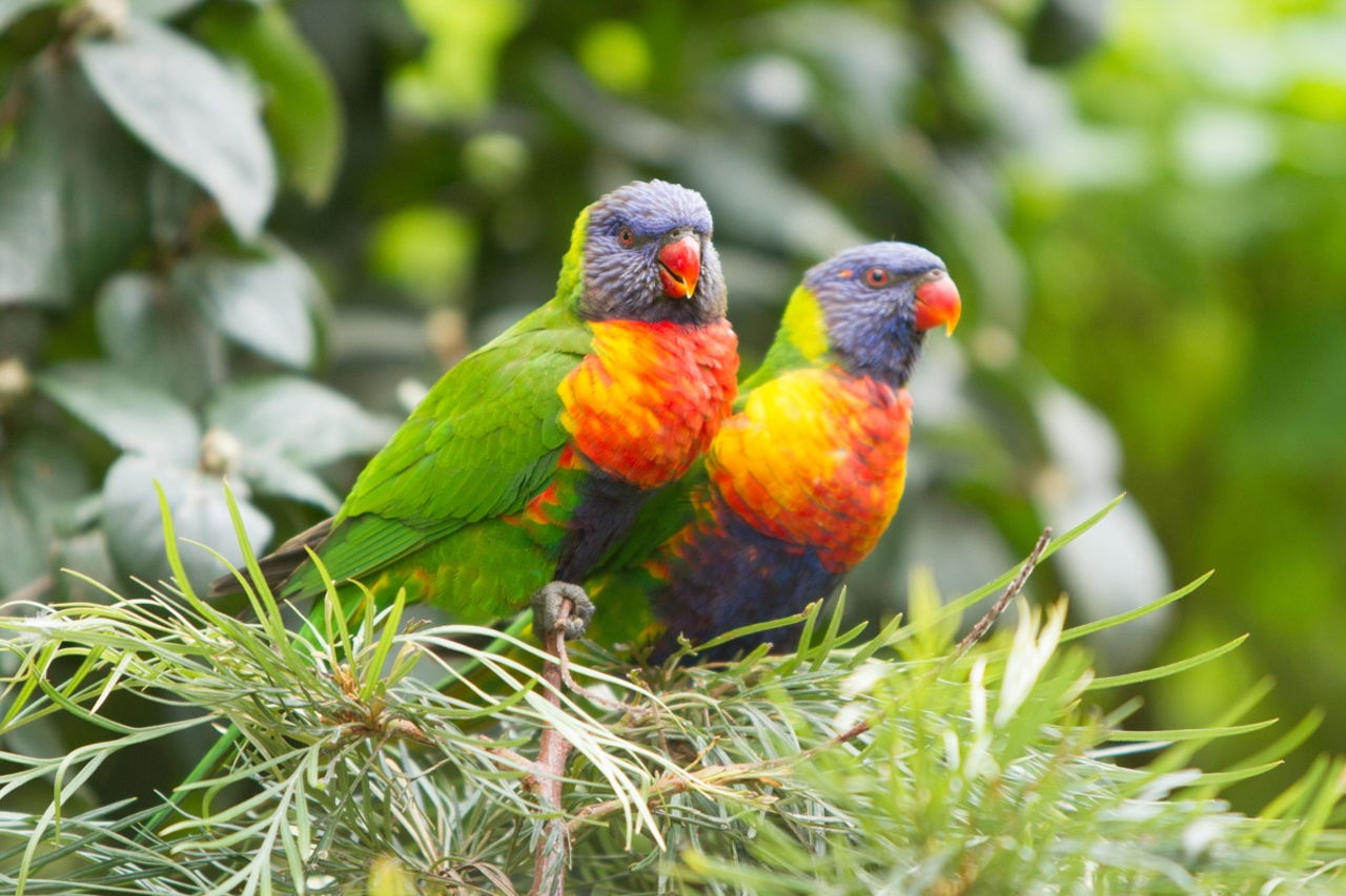 Types Of Parrots Bird Eden