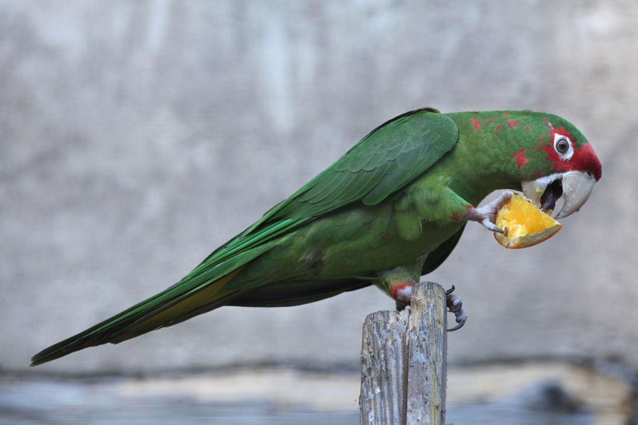 Can Parrots Eat Avocado?: Discover the Surprising Answer