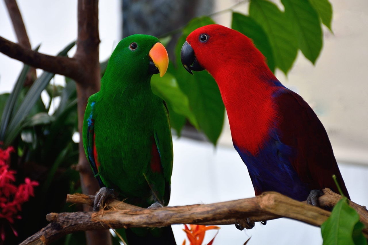 Unbelievably Splendiferous Facts About Parrots - Bird Eden