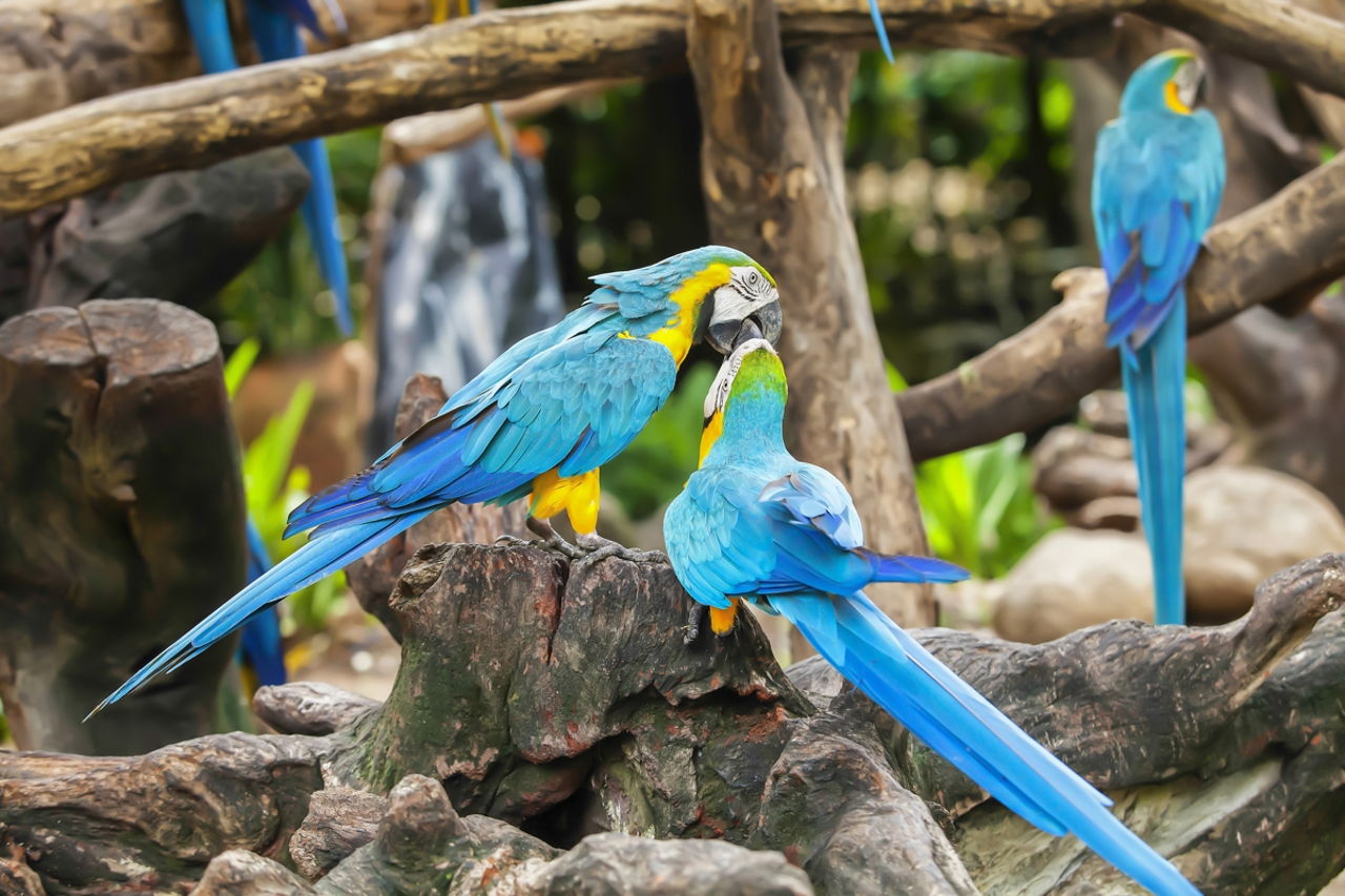 48" Arc Rainforest Parrots Auto-Open Umbrella RainStoppers Rain/Sun UV 