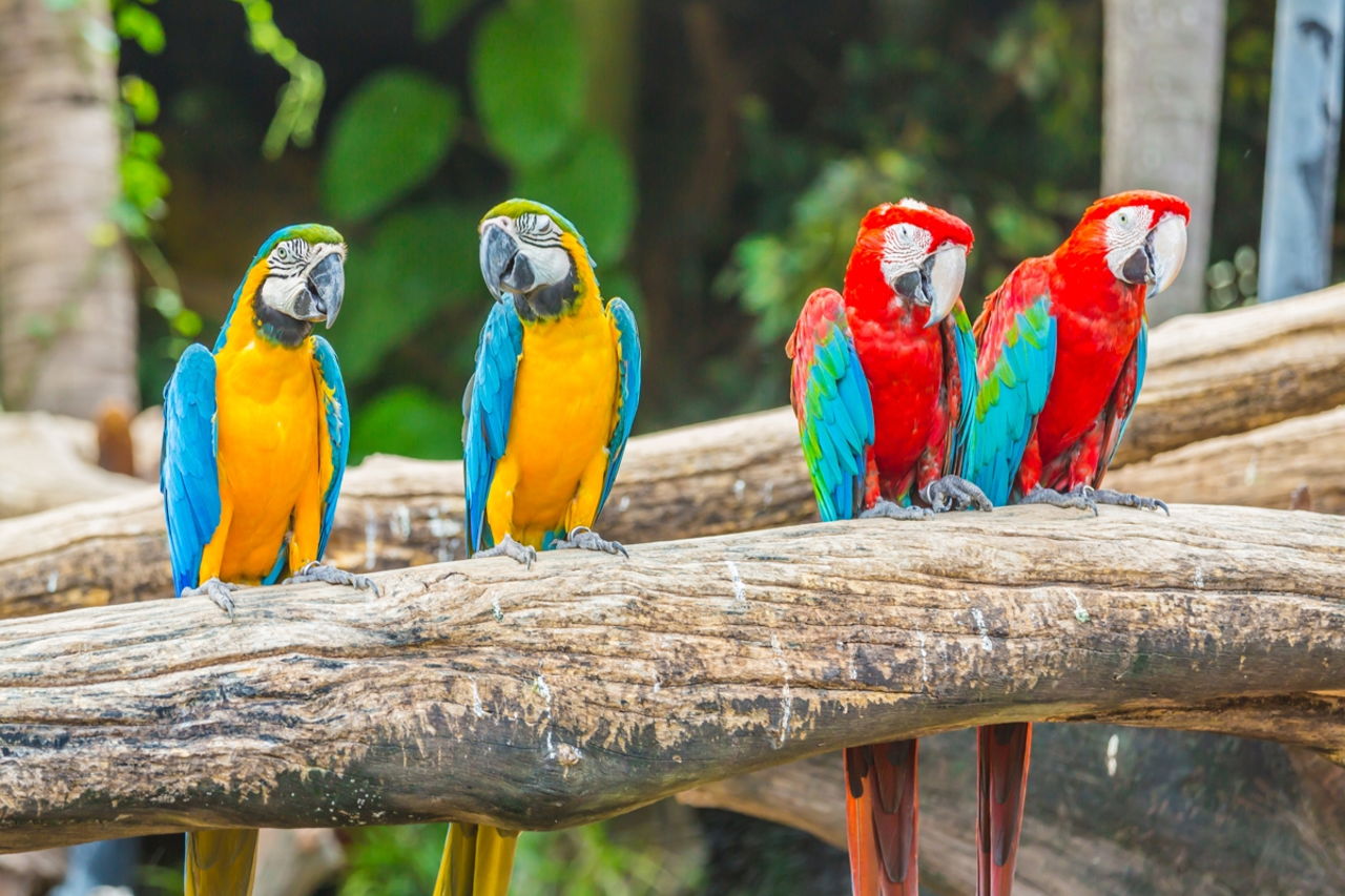 Different Species of Macaws - Bird Eden