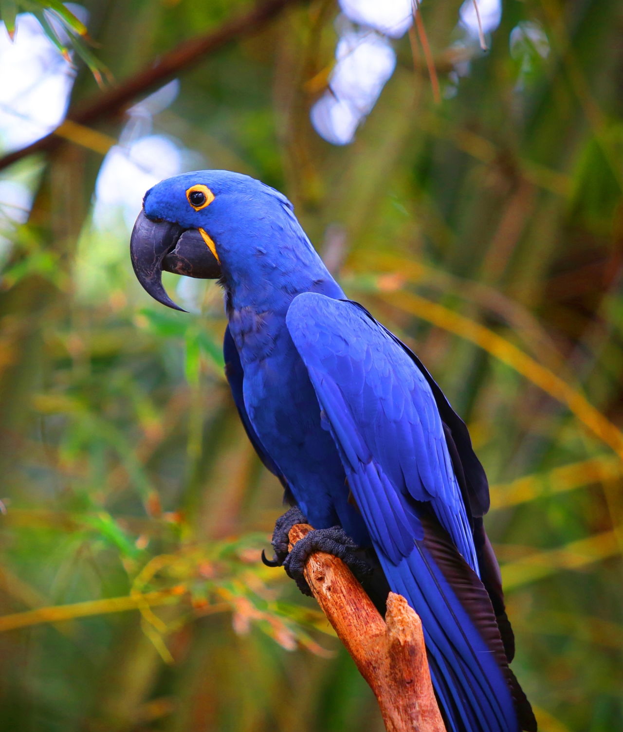 28 Amazing Blue-colored Animals With Insanely Beautiful Pictures - Animal  Sake