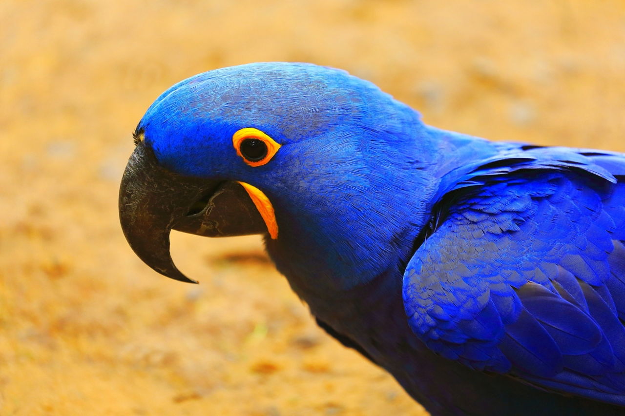 28 Amazing Blue-colored Animals With Insanely Beautiful Pictures - Animal  Sake