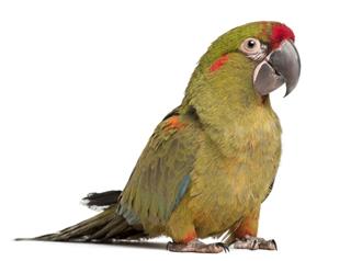 Red-fronted Macaw, Ara rubrogenys, six months old, white background