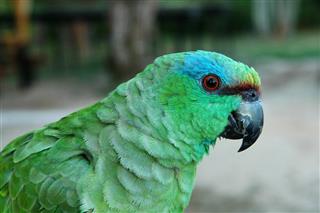 Blue-headed Amazon parrot