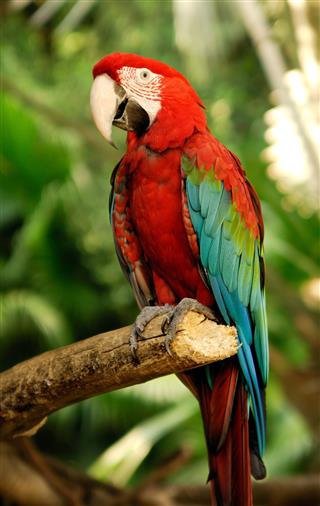 Green wings macaw
