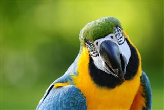 Close-uo of a Macaw parrot in the wilderness