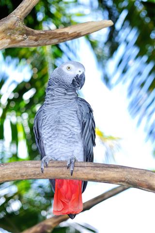 Gray parrot in the jungle