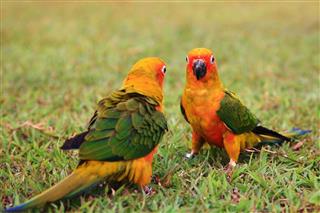 Sun Conure parrot birds together