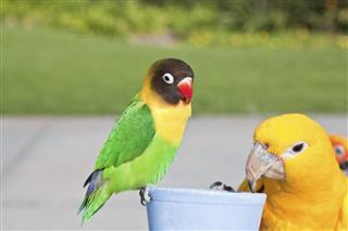 Birds: Parakeet and Parrot