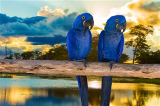 Blue Macaw in Pantanal, Brazil