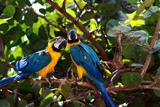 Pair of macaw parrots
