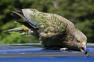 Kea parrot trying to get into a car