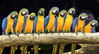 Blue macaws sitting