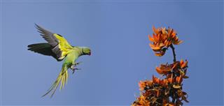 Rose-ringed parakeet in flight in Bardia