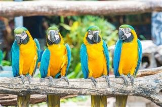 Macaw bird sitting on the perch