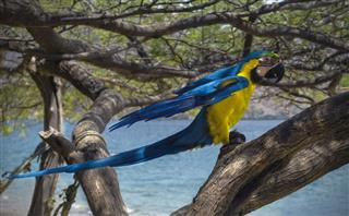 Macaw in the beach