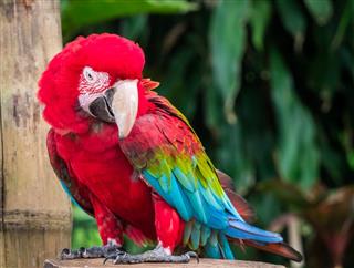 Funny macaw