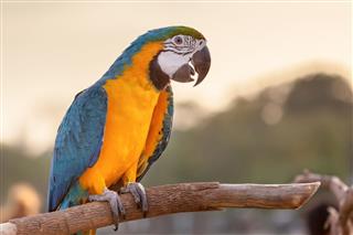 The Beautiful Macaw parrot