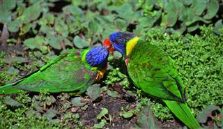 Colorful Bird Kiss
