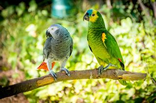 African gray parrot and Blue-fronted amazon