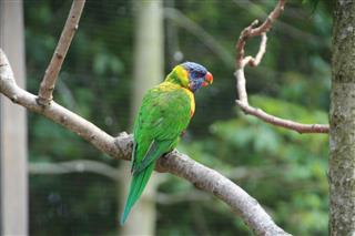 Little colorful parrot
