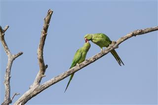Rose-ringed parakeet in Arugam bay lagoon