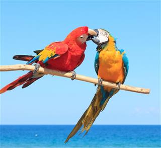 Macaw Beach – love