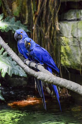 Beautiful Pair of Hyacinth Macaw Parrots