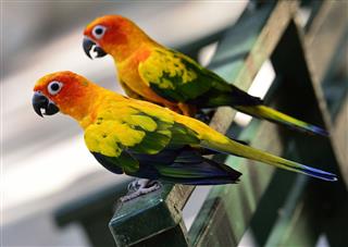 Pair of Sun Conure, the beautiful yellow and orange birds
