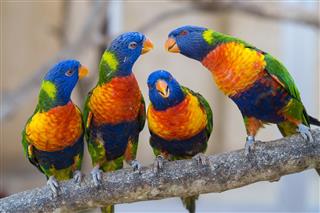 Group of colorful parrots on a tree branch interacting