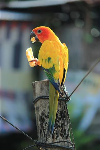 Parrot eating