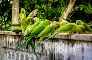 Parrots eating